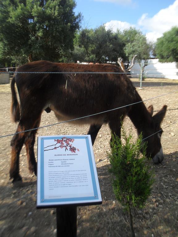فيلا Quinta Do Outeiro Alto Constância المظهر الخارجي الصورة